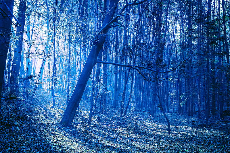 Last Blue Light Of Evening In Woods, evening, forest, nature, HD wallpaper