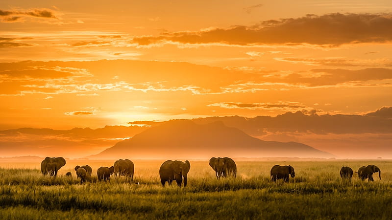 Elephant Herd at Sunset, Elephants, Landscape, Africa, Sky, Clouds, Nature, Sunsets, Animals, HD wallpaper