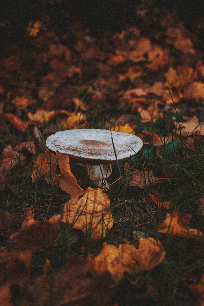 mushroom, leaves, grass, autumn, HD phone wallpaper