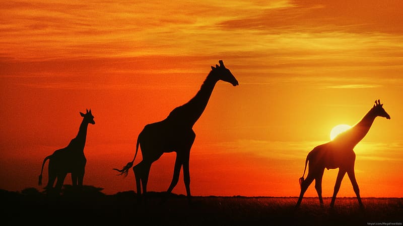 Sunset, Silhouette, Animal, Giraffe, Orange (Color), HD wallpaper