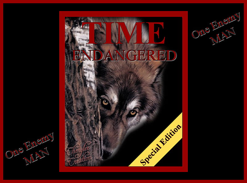 Endangered, enemy, wolf, wolves, enemies, HD wallpaper