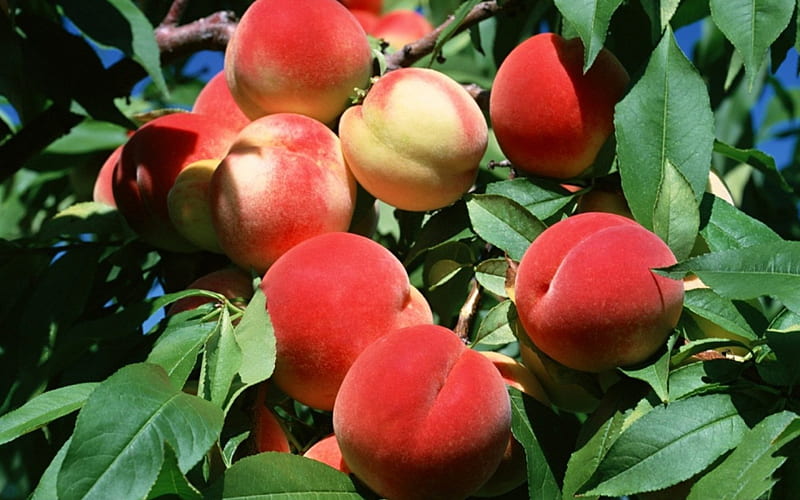 *** Plump peaches ***, nature, plump, fruits, peaches, HD wallpaper