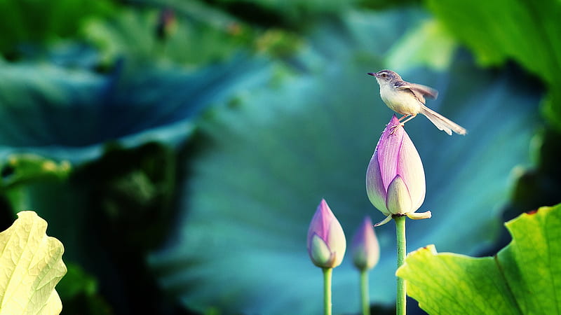 Tiny Bird, tiny, lotus, bird, bud, leaf, HD wallpaper