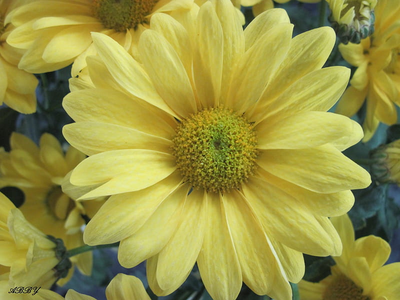 A single Sunshine, yellow, graphy, Flowers, daisy, HD wallpaper