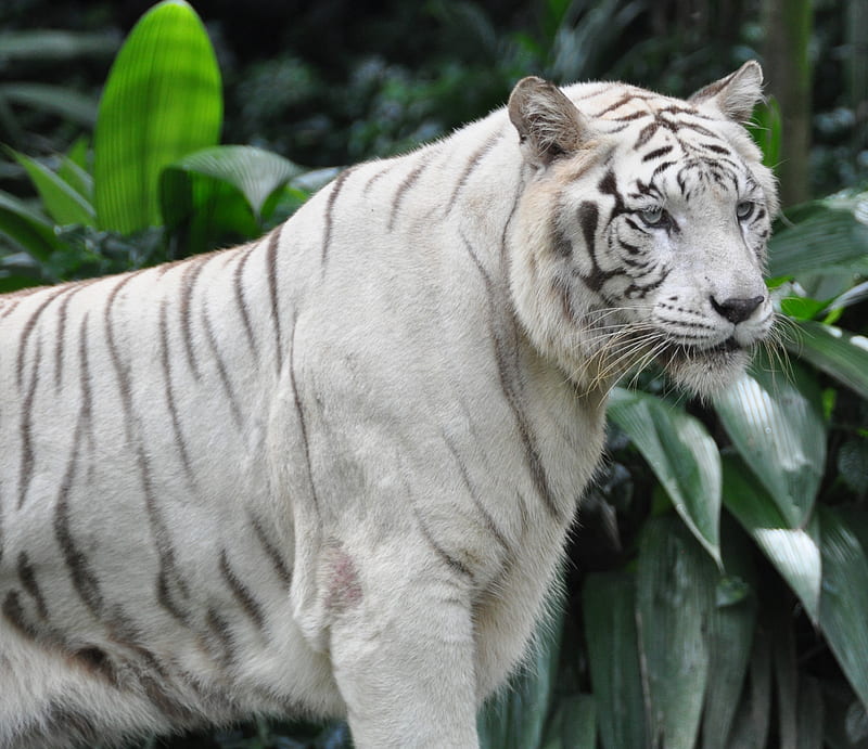 bengal tiger, tiger, big cat, predator, glance, HD wallpaper