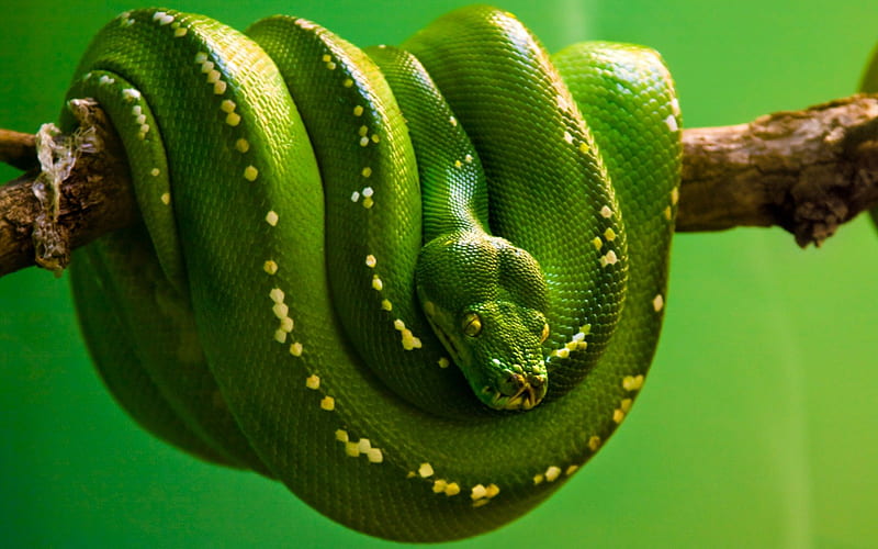 Emerald Tree Python, green snake, reptile, snake, HD wallpaper