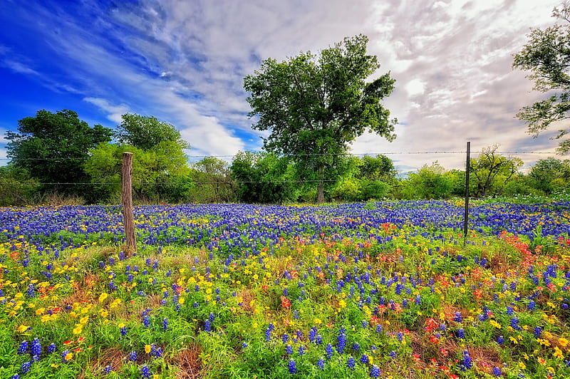 Spring meadow, Texas, pretty, colorful, grass, bonito, spring, sky, clouds, freshness, tree, bluebonnets, wildflowers, landscape, meadow, HD wallpaper