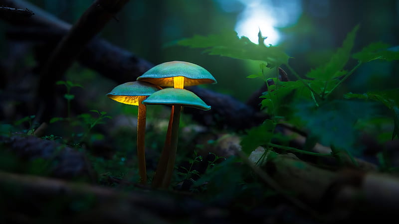 Beautiful Mushrooms In Forest Background Mushroom, HD wallpaper