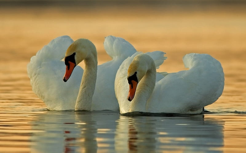 lake, white swans, sunset, couple of swans, beautiful birds, HD wallpaper