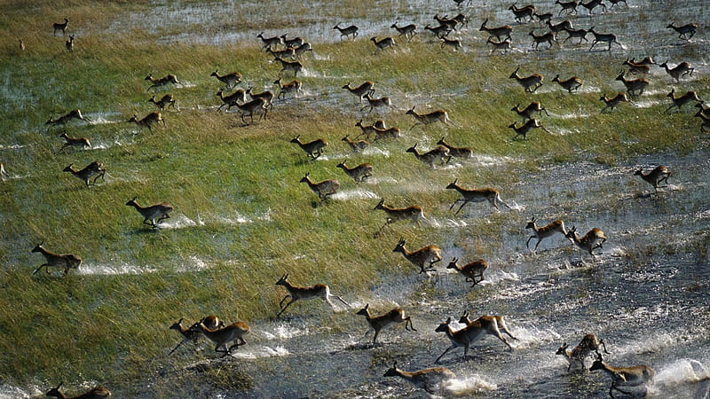 botswana delta, delta, water, grass, botswana, deer, HD wallpaper