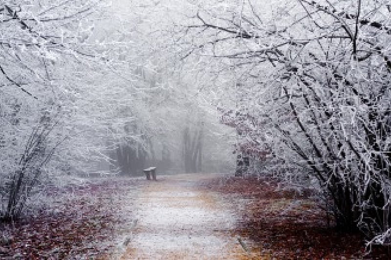 Winter, forest, woods, bench, winter time, trees, snowy, splendor, pathway, snow, path, nature, HD wallpaper