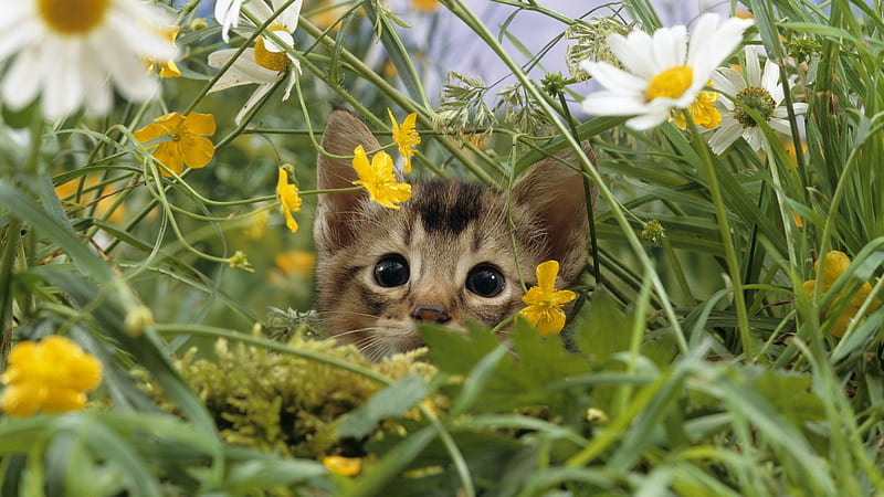 Kitty cat in flowers-Cute little kitty cat living, HD wallpaper