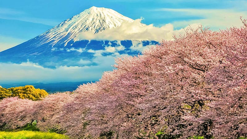 Dream come true - Mt. Fuji in Spring, trees, volcano, blossoms, japan, clouds, HD wallpaper