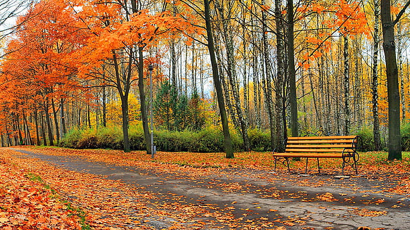 Dry Leaves On Road Wood Bench Beautiful Autumn Park Trees Autumn, HD wallpaper