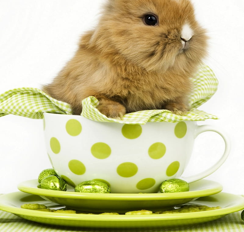 Happy Easter!, rabbit, easter, animal, card, cute, egg, dot, green, cup, bunny, rodent, white, HD wallpaper