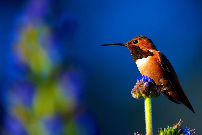 Hummingbird, cute, Humming-bird, bird, orange, pasare, flower, colibri, blue, HD wallpaper