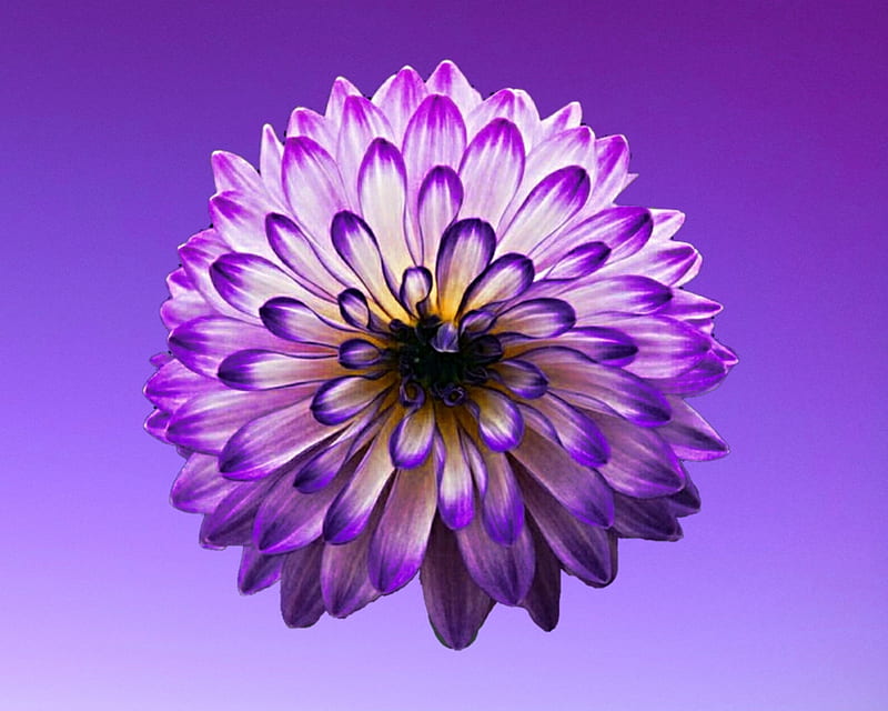 aster, flower, gizzzi, purple, HD wallpaper