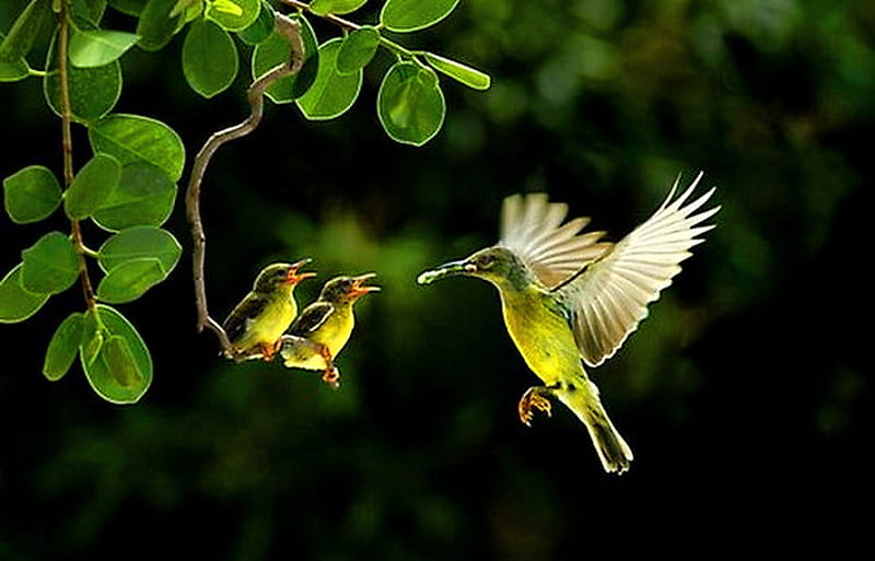 Delivery, feeding, tree, young, bird, green, flight, white, pair, HD wallpaper