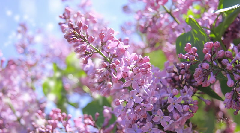 Lilac Sparkle, sparkle, fragrant, flowers, shine, spring, sky, lilacs, HD wallpaper