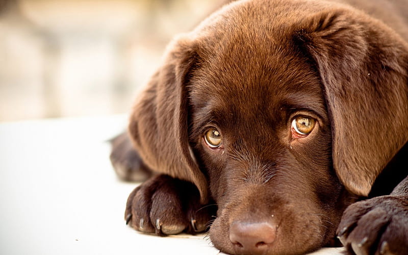 ♡Innocent puppy eyes!♡, brown, cute, innocent, puppies, dogie, color, face, eyes, animals, dogs, puppy, HD wallpaper