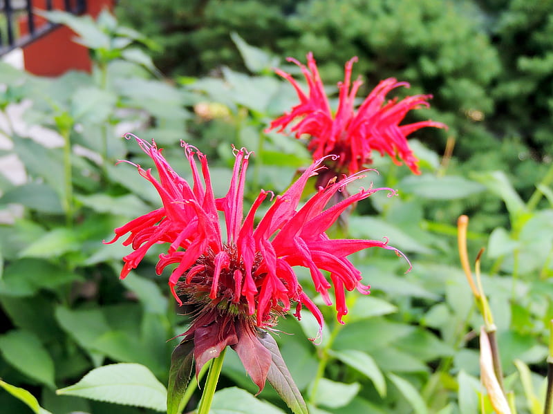 Pretty In Red, Bee Balm, Flowers, Summer, Nature, graphy, HD wallpaper