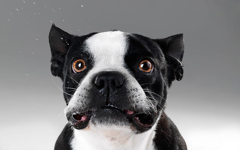 french bulldog, close-up, dogs, cute dog, puppy, black french bulldog, pets, cute animals, bulldogs, HD wallpaper