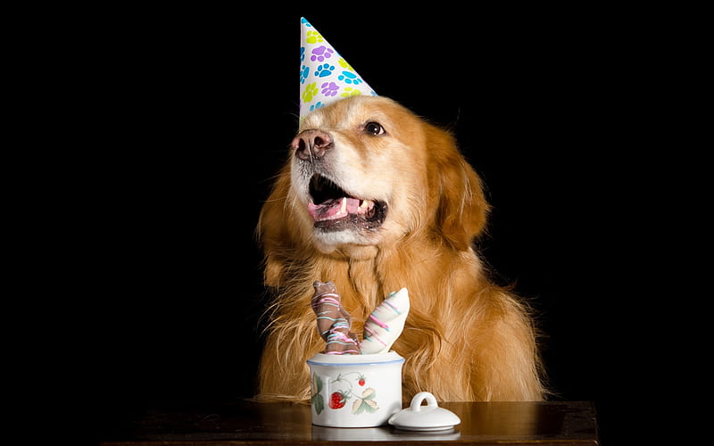 :-), cake, caine, birtay, golden retriever, animal, hat, party, funny, dog, HD wallpaper