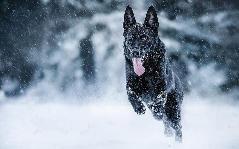 Winter, Black German Shepherd, running dog, pets, black dog, German Shepherd, dogs, German Shepherd Dog, HD wallpaper