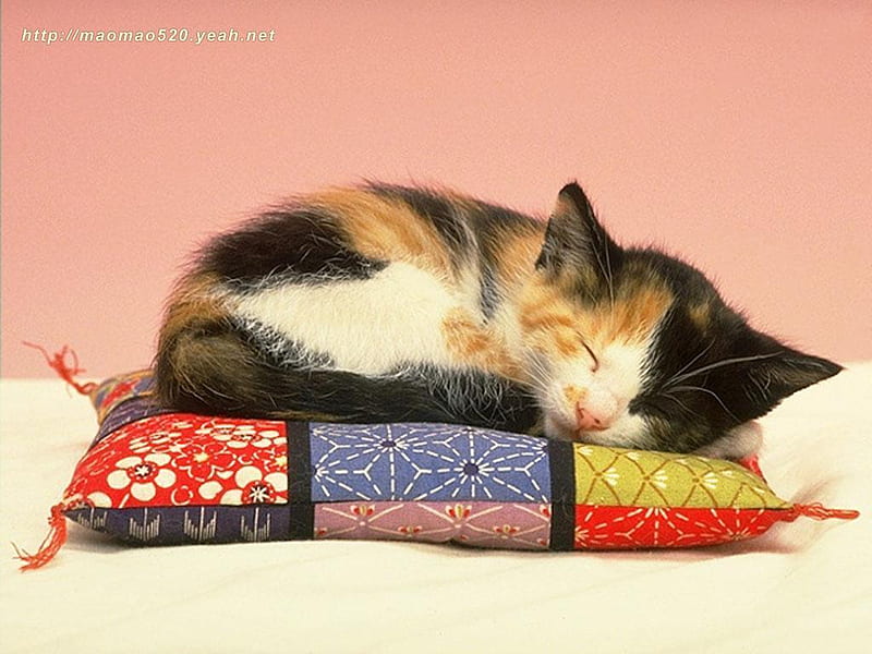 Cute Kitten Cute Sleep Cat Kitten Hd Wallpaper Peakpx 8086