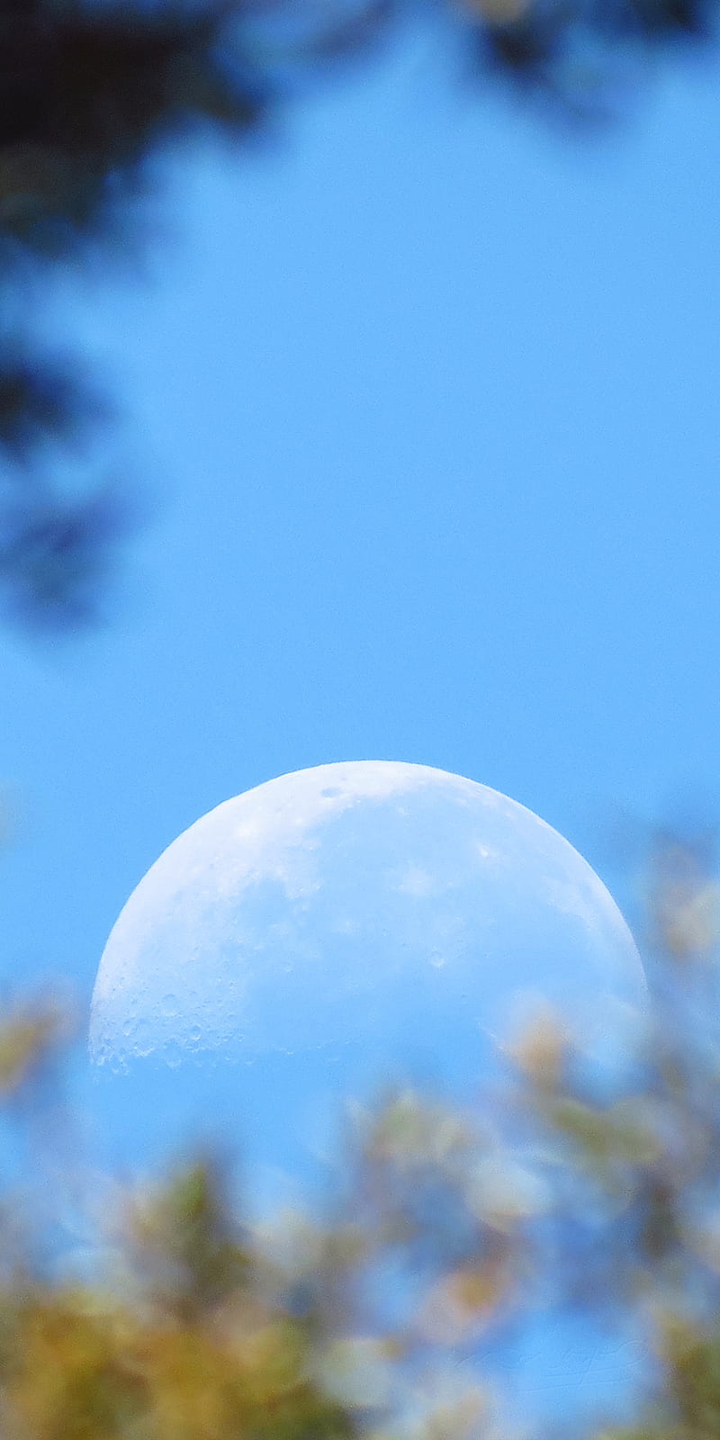 The moon, astronomy, leaves, moon, lunartics, moon, orlandofl, us, HD phone wallpaper