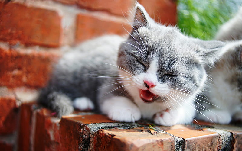 small gray kitten, funny little animals, anger concepts, little fluffy cat, HD wallpaper