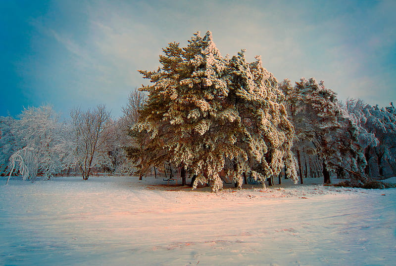 Winter Evening, art , bonito, trees, sky, evening lightining, snow, white, pink, field, blue, HD wallpaper