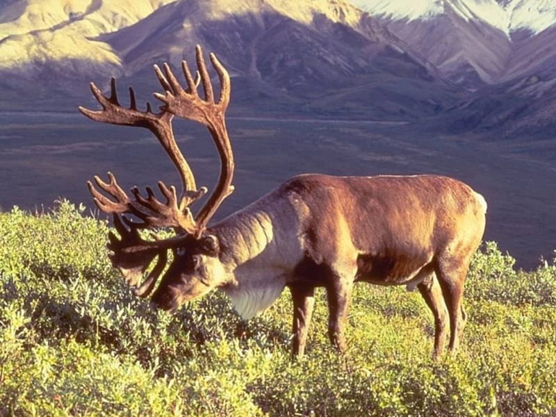 rain deer, lage antlers, feeding, male, caribou, HD wallpaper