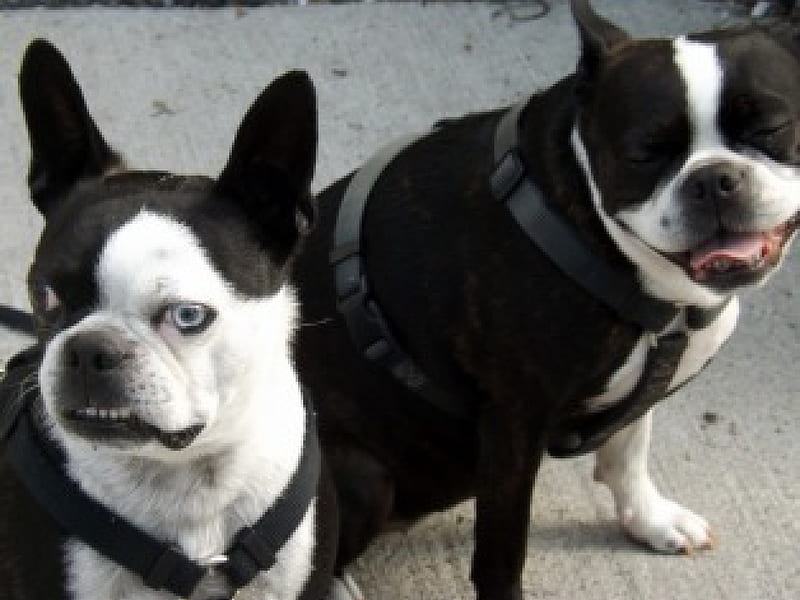 double colored, boston terriers, black, white, dogs, HD wallpaper