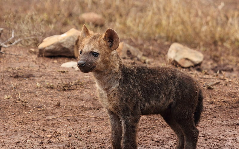 predators, hyena, baby, HD wallpaper