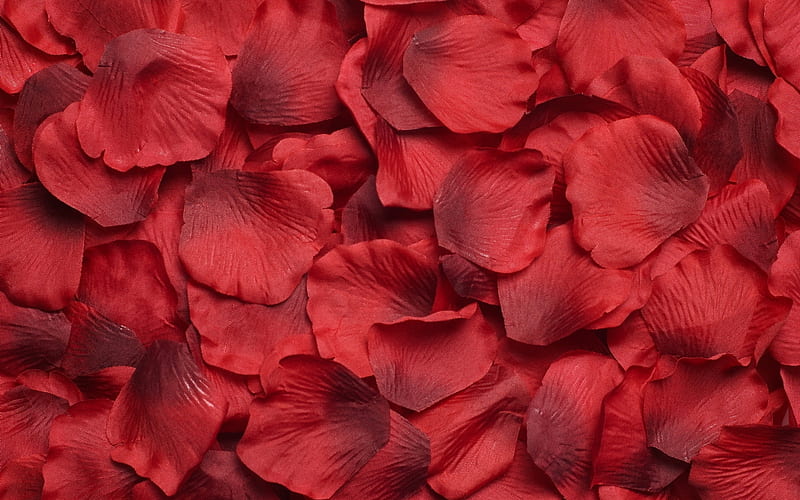 Carpet of Rose Petals, background, lovingly, nice, merriment, wedlock, match, love, feast, flowers, gala, feast-day, weather, reception, macro, garden, red, matrimony, bonito, party, treat, scenery, for you, hour, wall, roses, fete, nature, espousal, tense, pc, scene, marriage, cenario, scenario, nuptials, festivity, close-up, shadows, , romance, time, cena, gift, cool, awesome, hop, tribute, bridal, tempo, red roses, colorful, carpet, graphy, union, amazing, period, multi-coloured, view, colors, wedding, revel, petals, colours, natural, HD wallpaper