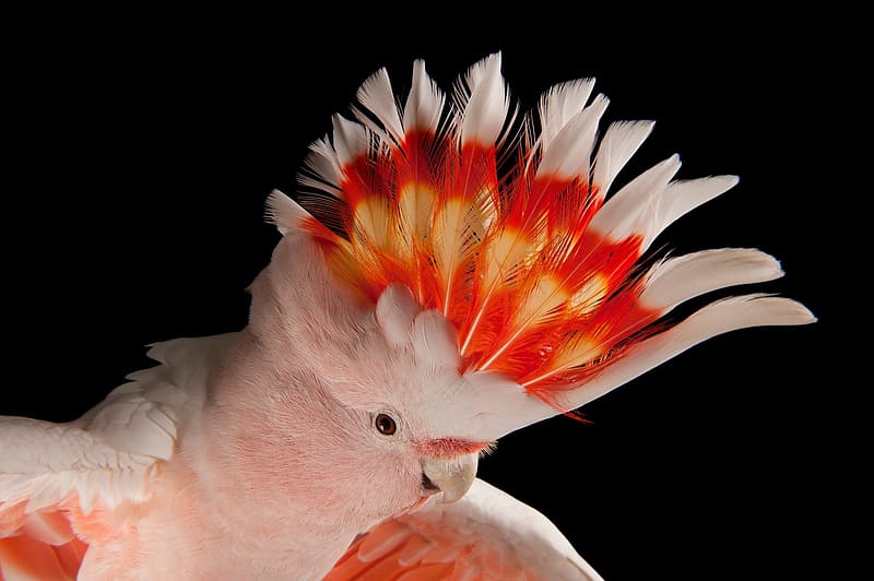 Pink Cockatoo, bird, parrot, black, pink, cockatoo, nature, pasari, HD wallpaper