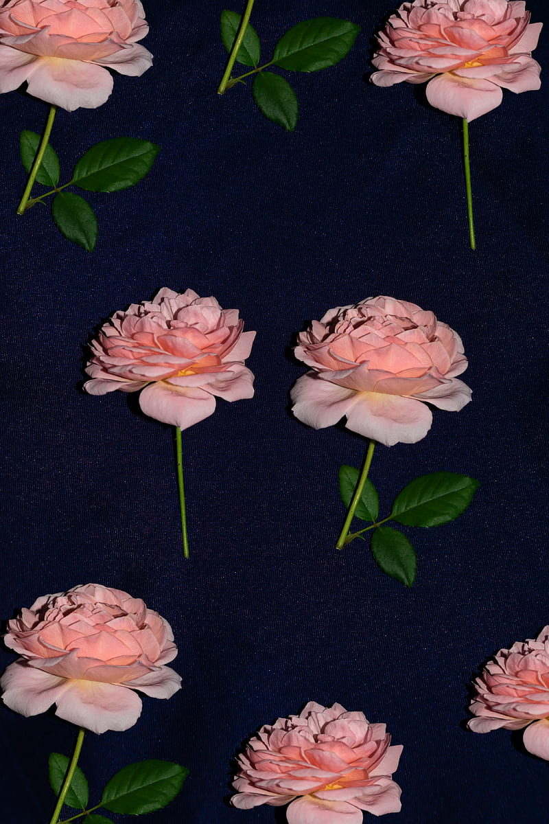 rose, flowers, bloom, fabric, HD phone wallpaper
