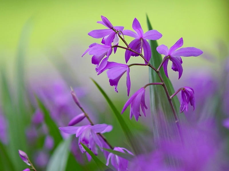 Florecitas, bonitas, flores, moradas, pequeñas, Fondo de pantalla HD |  Peakpx