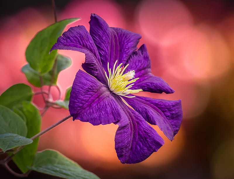 clematis, purple flower, close-up, macro, Flowers, HD wallpaper