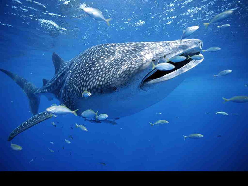 whale shark, HD wallpaper