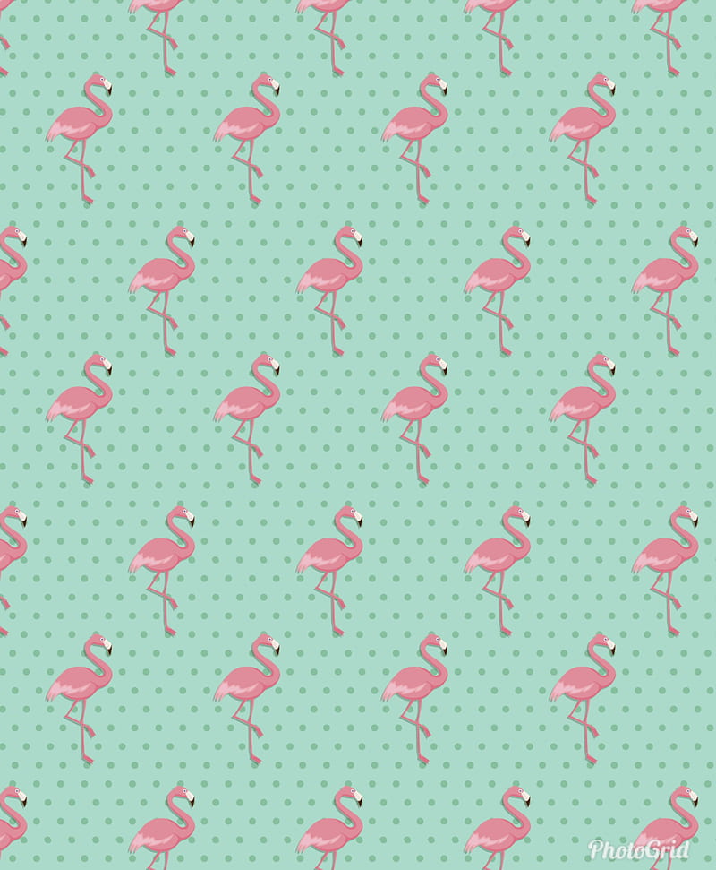 Flamenco, bird, flamingos, patternrose, HD phone wallpaper