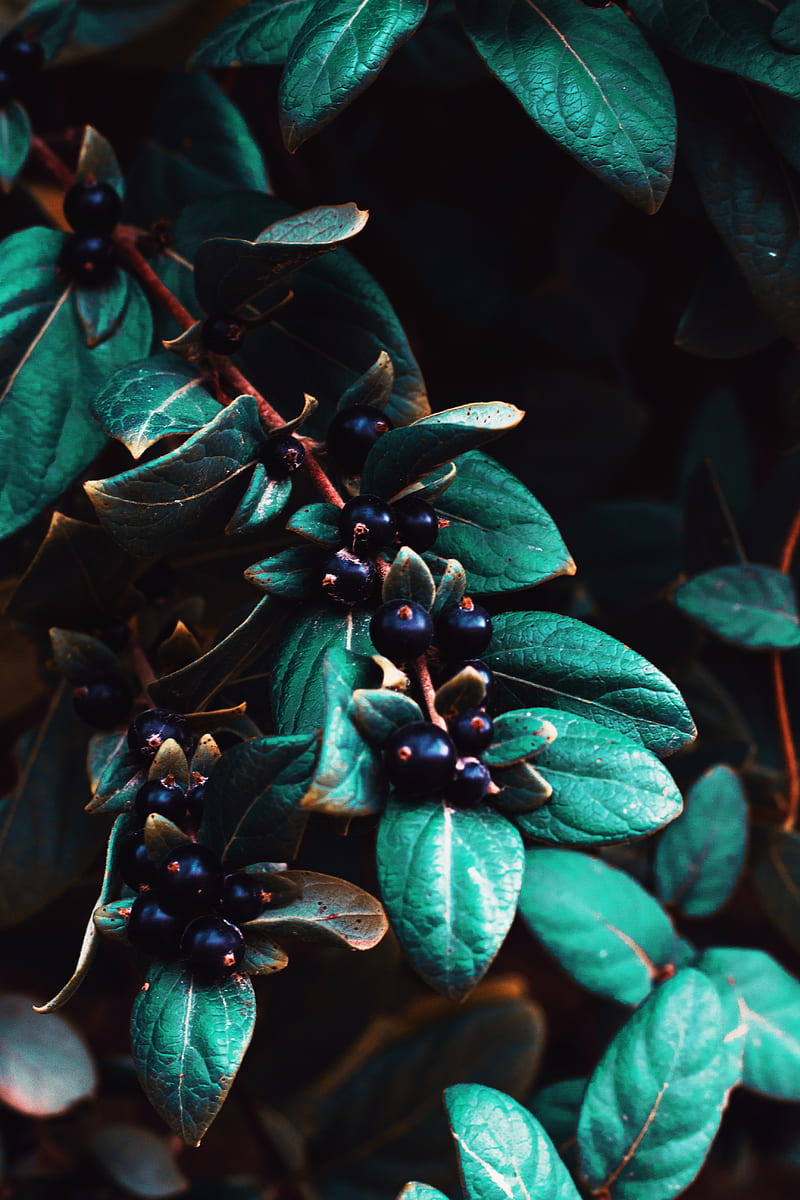 berries, leaves, branches, macro, plant, HD phone wallpaper