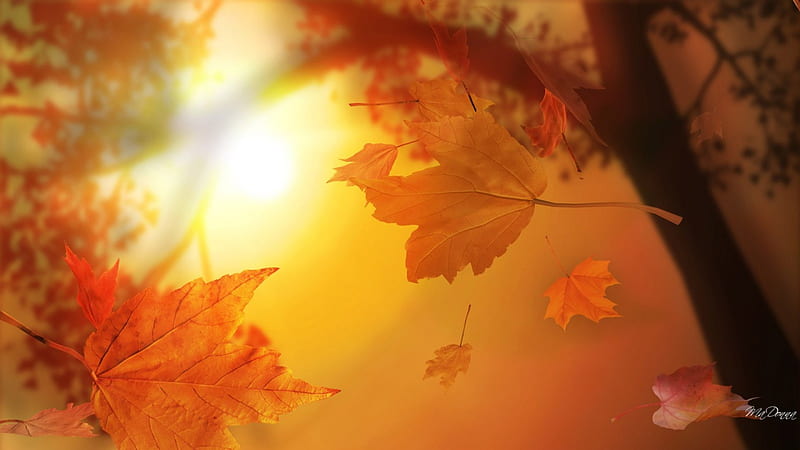 When Leaves Fall, fall, autumn, orange, maple, falling, shine, sunset, tree, leaves, gold, season, sunrise, light, HD wallpaper