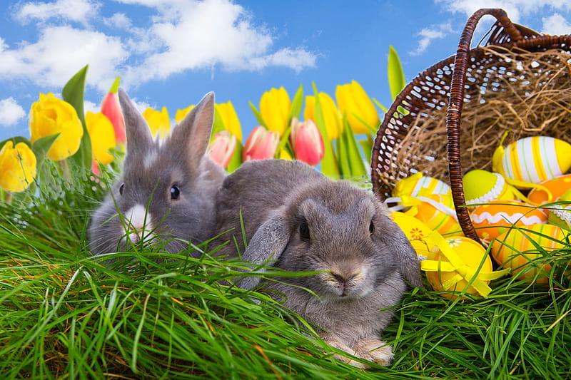 Easter Bunnies, Easter eggs, grass, ribbons, bows, sky, clouds, Easter, basket, eggs, rabbits, tulips, Spring, bunnies, HD wallpaper
