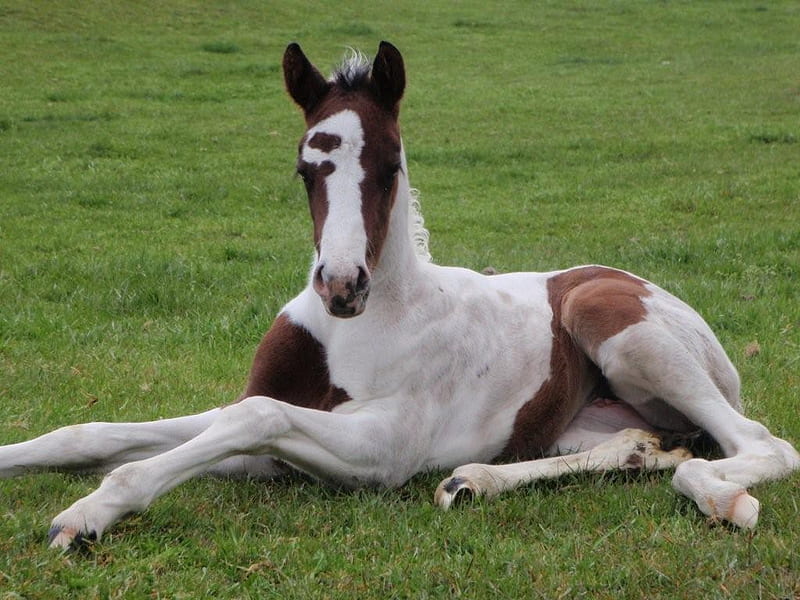 Paint Foal, paint, brown, foal, white, horse, HD wallpaper