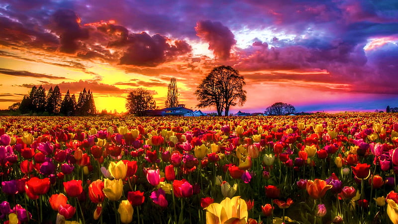 Beautiful Tulip Field, clouds, sky, colors, flowers, blossoms, sunset, trees, HD wallpaper