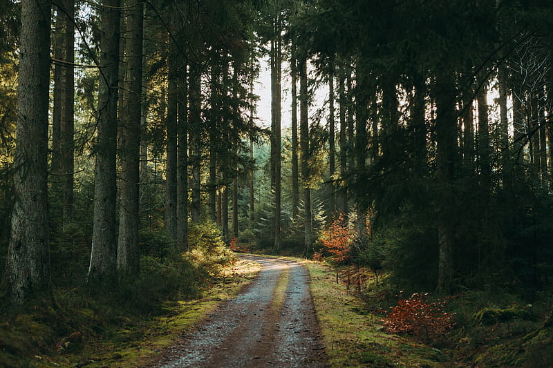forest, road, pines, trees, nature, HD wallpaper