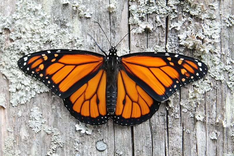Monarch Butterfly, animal, monarch, butterfly, insect, HD wallpaper ...