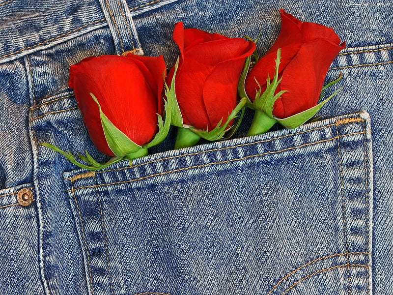 Pocket Full Of Roses Red Romantic Roses Abstract Cute Graphy Jeans Love Hd Wallpaper